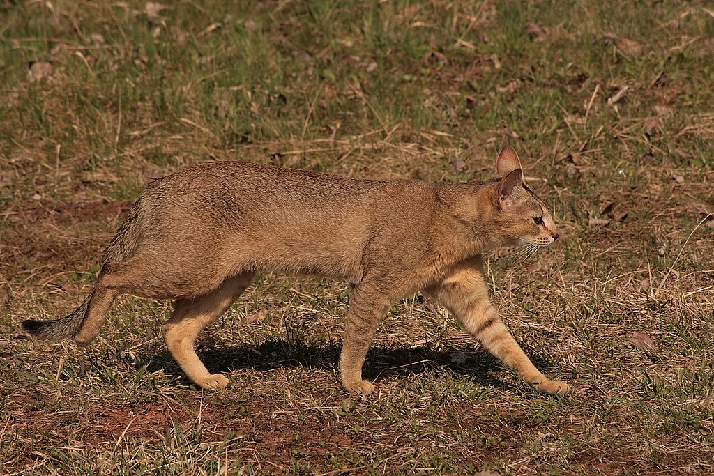 Chausie